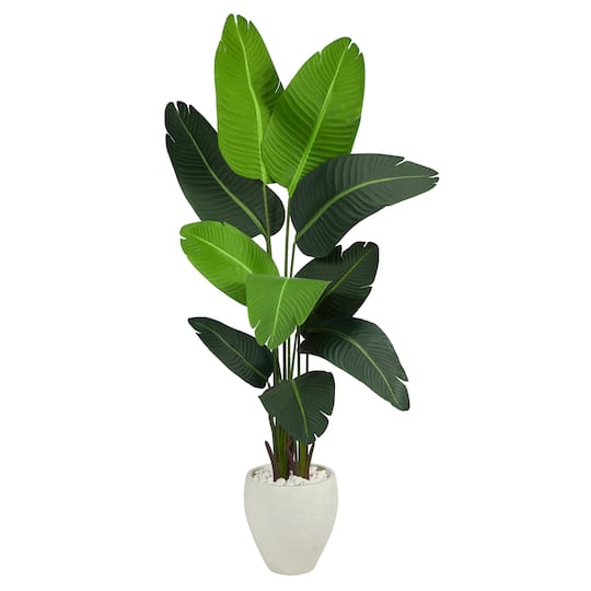 5.5ft. Travelers Palm Tree in White Planter